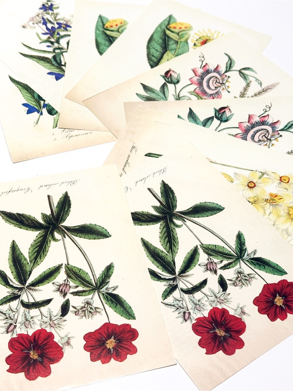Victorian Botanical Print Cards Set of 10 Vintage Floral Illustration Postcards